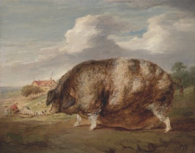Gloucestershire Old Spot - James Ward